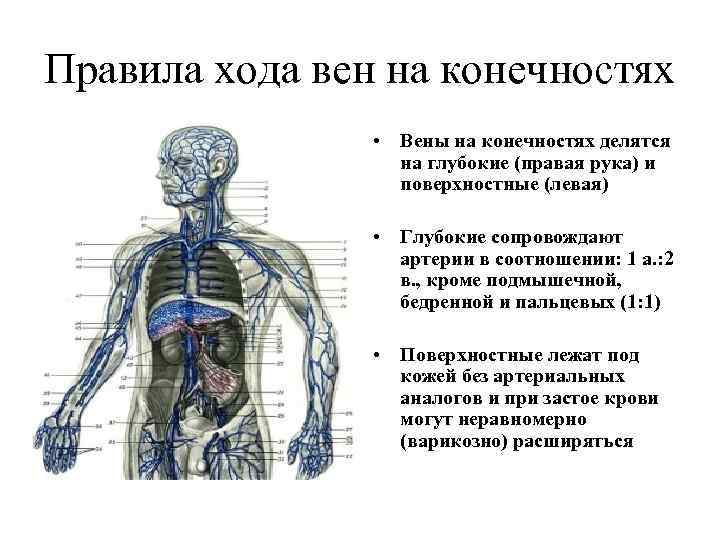 Правила хода вен на конечностях • Вены на конечностях делятся на глубокие (правая рука)