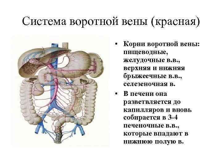 Система воротной вены (красная) • Корни воротной вены: пищеводные, желудочные в. в. , верхняя