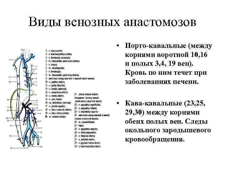 Кавакавальные анастомозы анатомия схема