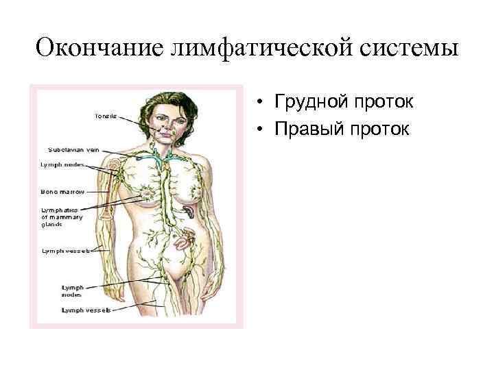 Окончание лимфатической системы • Грудной проток • Правый проток 