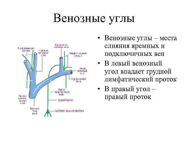 Правом вены. Правый и левый венозные углы образованы. Венозный угол образован слиянием. Правый яремный венозный угол. Сосуды образующие венозный угол.