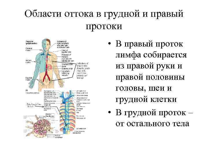 Области оттока в грудной и правый протоки • В правый проток лимфа собирается из