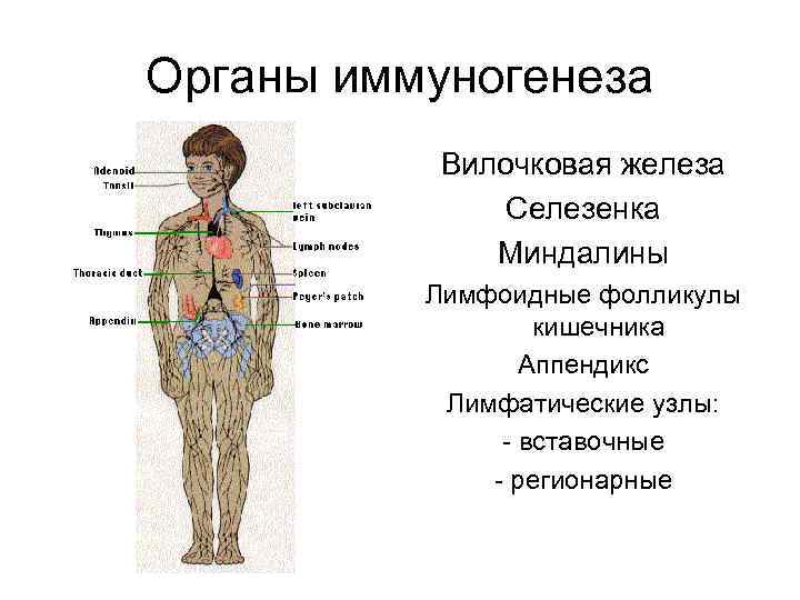 Строение лимфатической системы человека схема