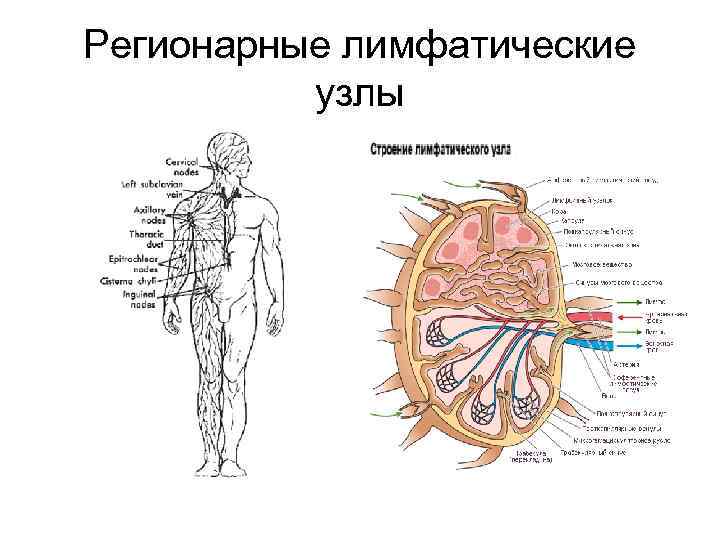 Регионарные лимфатические узлы где находятся фото