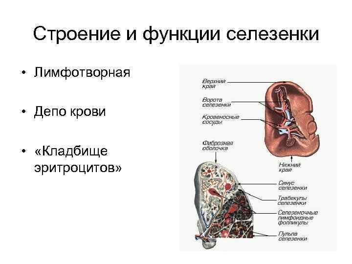 Схема строения лимфатического узла и селезенки