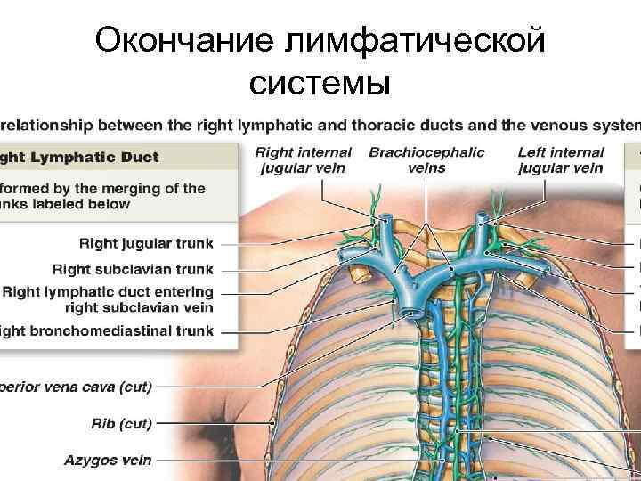 Окончание лимфатической системы 