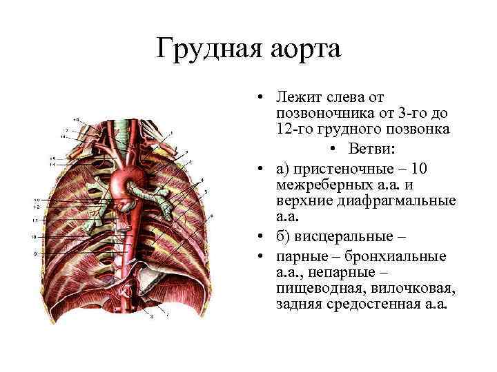 Грудная аорта • Лежит слева от позвоночника от 3 -го до 12 -го грудного