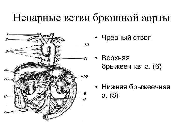 Непарные ветви брюшной аорты • Чревный ствол • Верхняя брыжеечная а. (6) • Нижняя