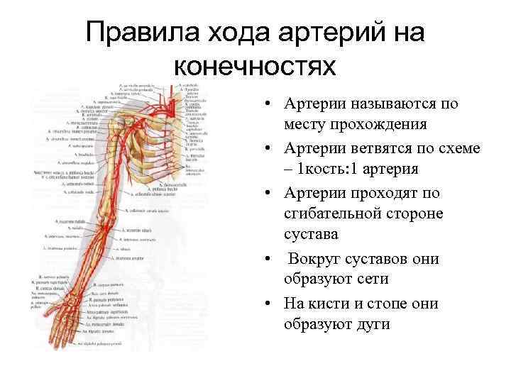 Правила хода артерий на конечностях • Артерии называются по месту прохождения • Артерии ветвятся