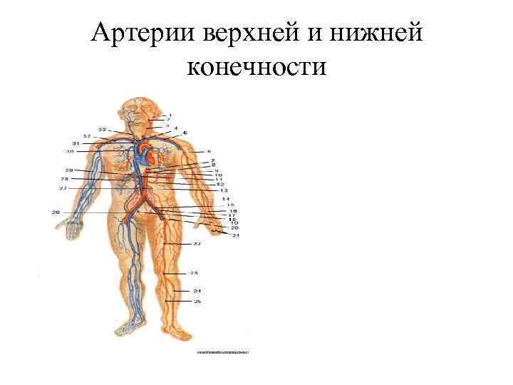 Артерии верхней и нижней конечности 