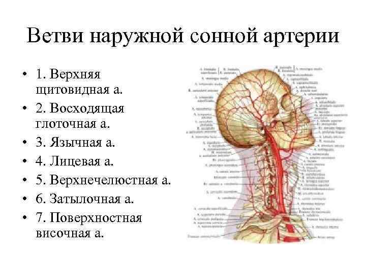 Ветви наружной сонной артерии • 1. Верхняя щитовидная а. • 2. Восходящая глоточная а.