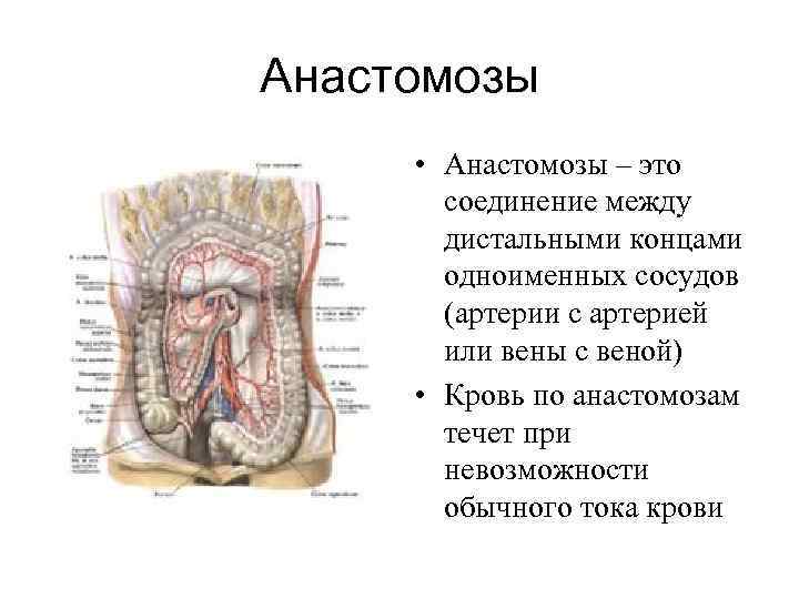 Кишечные анастомозы