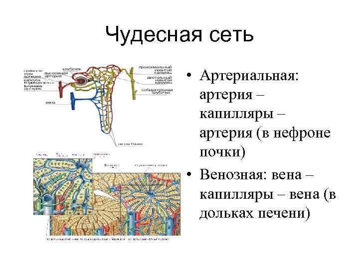 Чудесная сеть • Артериальная: артерия – капилляры – артерия (в нефроне почки) • Венозная: