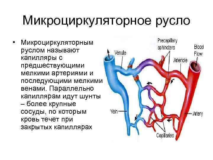 Микроциркуляторное русло • Микроциркуляторным руслом называют капилляры с предшествующими мелкими артериями и последующими мелкими