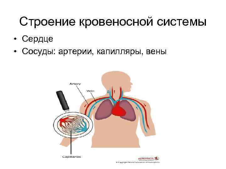 Строение кровеносной системы • Сердце • Сосуды: артерии, капилляры, вены 