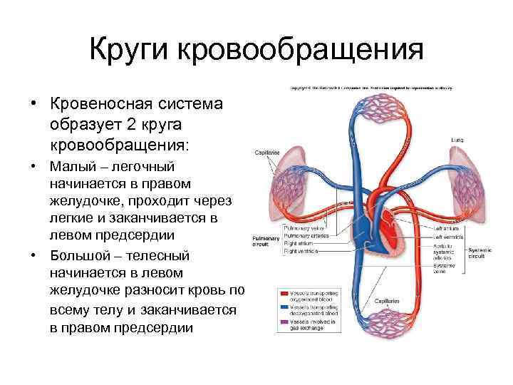 Круги кровообращения • Кровеносная система образует 2 круга кровообращения: • Малый – легочный начинается