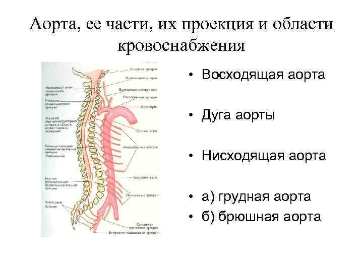 Аорта, ее части, их проекция и области кровоснабжения • Восходящая аорта • Дуга аорты