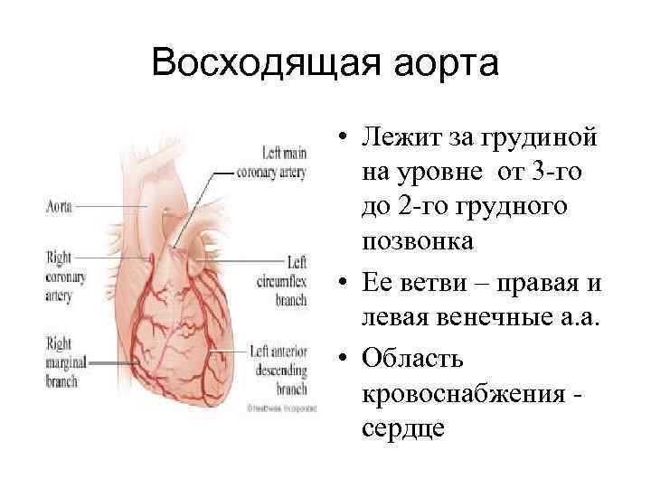 Восходящая аорта • Лежит за грудиной на уровне от 3 -го до 2 -го