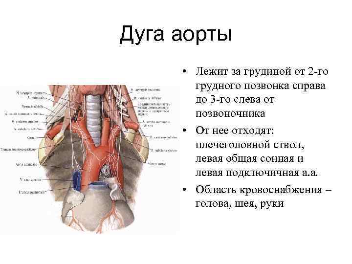 Дуга аорты • Лежит за грудиной от 2 -го грудного позвонка справа до 3