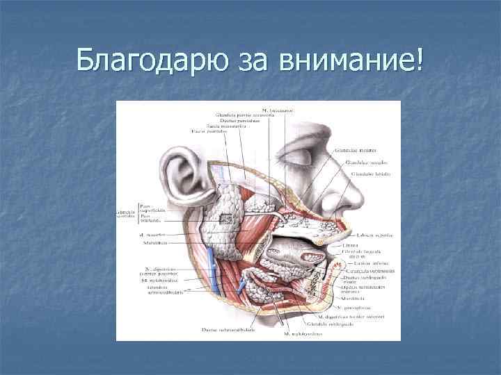 Послойное строение подбородочной области. Подбородочная область топографическая анатомия. Топографическая анатомия подподбородочной области. Топография околоушной железы.