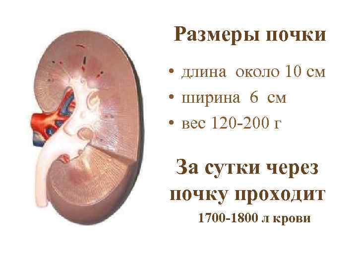 Размеры почки • длина около 10 см • ширина 6 см • вес 120