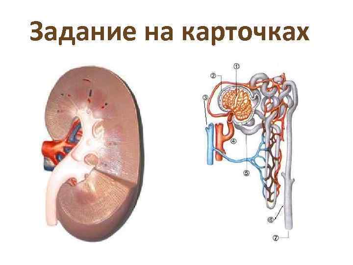 Задание на карточках 