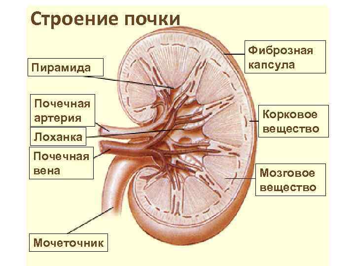 Строение почки Пирамида Почечная артерия Лоханка Почечная вена Мочеточник Фиброзная капсула Корковое вещество Мозговое
