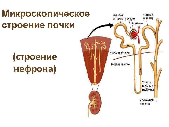 Микроскопическое строение почки (строение нефрона) 