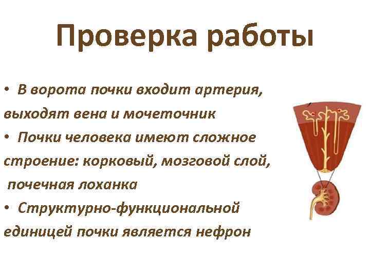 Проверка работы • В ворота почки входит артерия, выходят вена и мочеточник • Почки