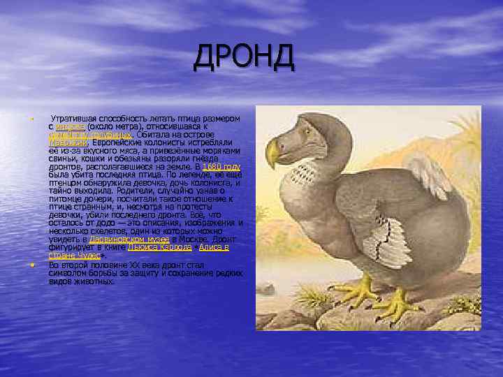 ДРОНД • • Утратившая способность летать птица размером с индюка (около метра), относившаяся к