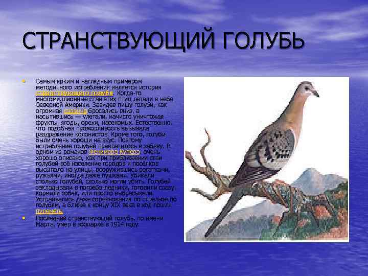 СТРАНСТВУЮЩИЙ ГОЛУБЬ • • Самым ярким и наглядным примером методичного истребления является история странствующего