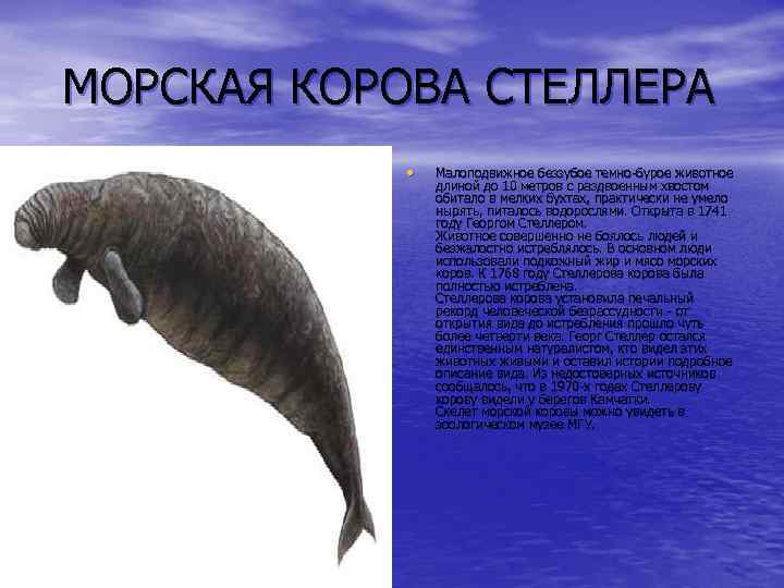 МОРСКАЯ КОРОВА СТЕЛЛЕРА • Малоподвижное беззубое темно-бурое животное длиной до 10 метров с раздвоенным