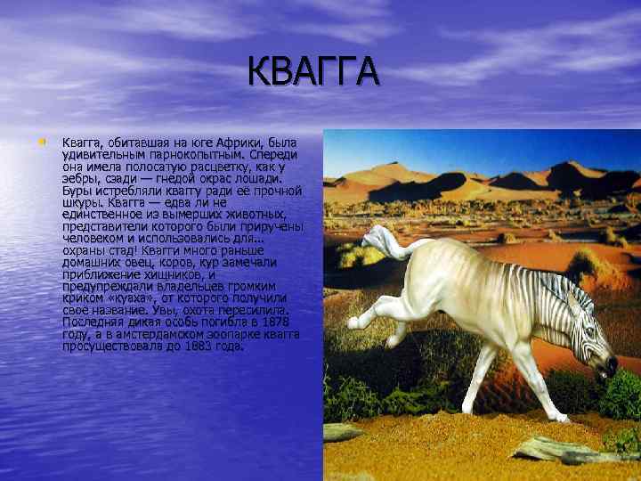 КВАГГА • Квагга, обитавшая на юге Африки, была удивительным парнокопытным. Спереди она имела полосатую