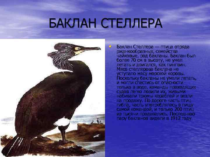 БАКЛАН СТЕЛЛЕРА • Баклан Стеллера — птица отряда ржанкообразных, семейства чайковые, род бакланы. Баклан