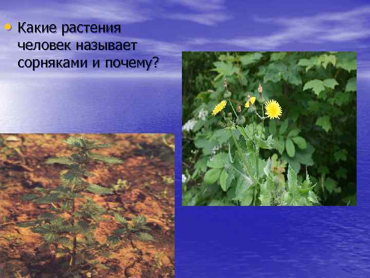  • Какие растения человек называет сорняками и почему? 