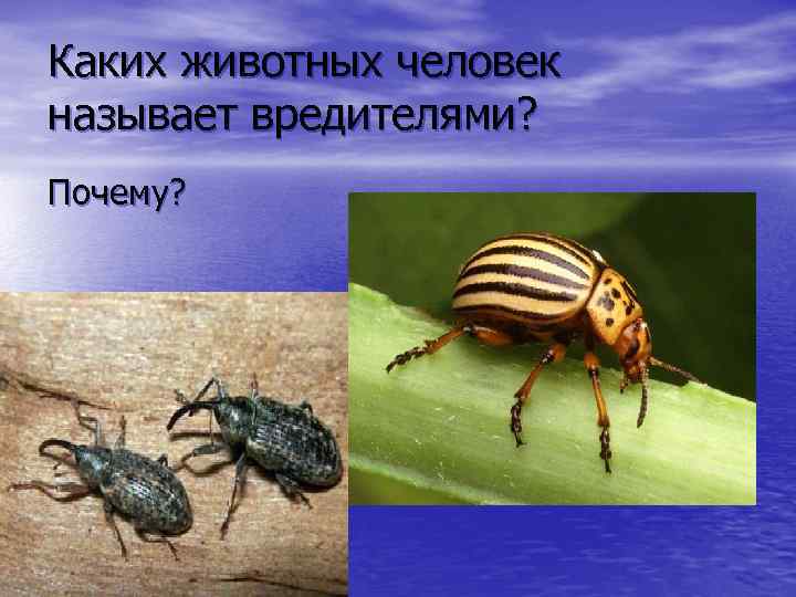 Каких животных человек называет вредителями? Почему? 