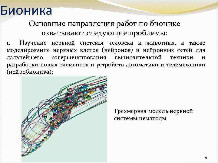 Бионика Основные направления работ по бионике охватывают следующие проблемы: 1. Изучение нервной системы человека