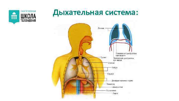 Дыхательная система: 