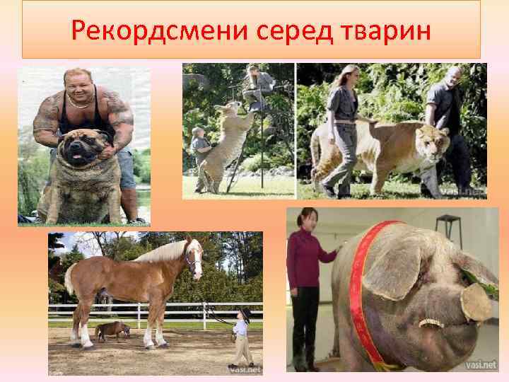 Рекордсмени серед тварин 