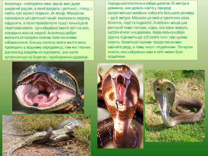 Анаконда - неотруйна змія, однак має дуже широкий раціон, в який входять і рептилії,