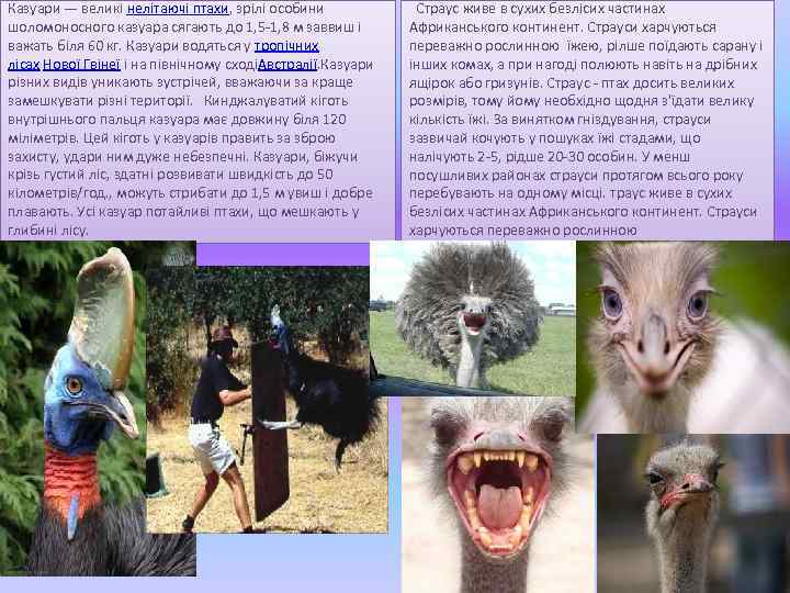 Казуари — великі нелітаючі птахи, зрілі особини шоломоносного казуара сягають до 1, 5 -1,