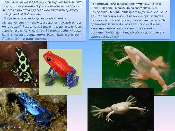  Невеличка жабка завдовжки 2 см виділяє таку кількість отрути, що нею можна обробити