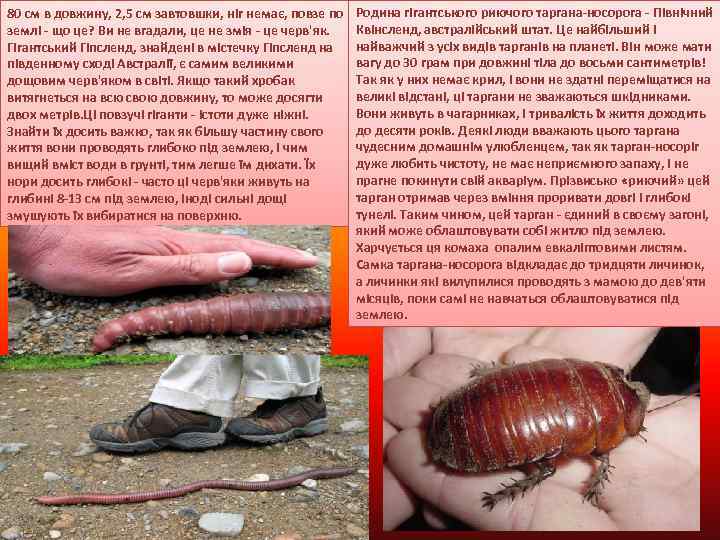 80 см в довжину, 2, 5 см завтовшки, ніг немає, повзе по землі -