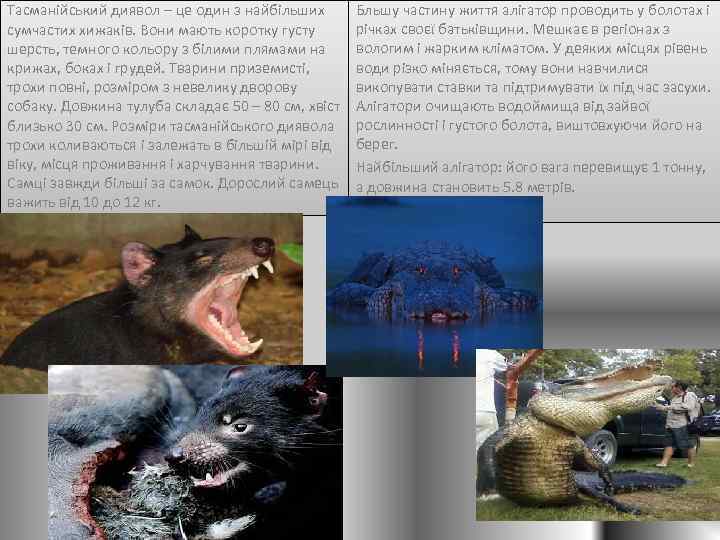 Тасманійський диявол – це один з найбільших сумчастих хижаків. Вони мають коротку густу шерсть,