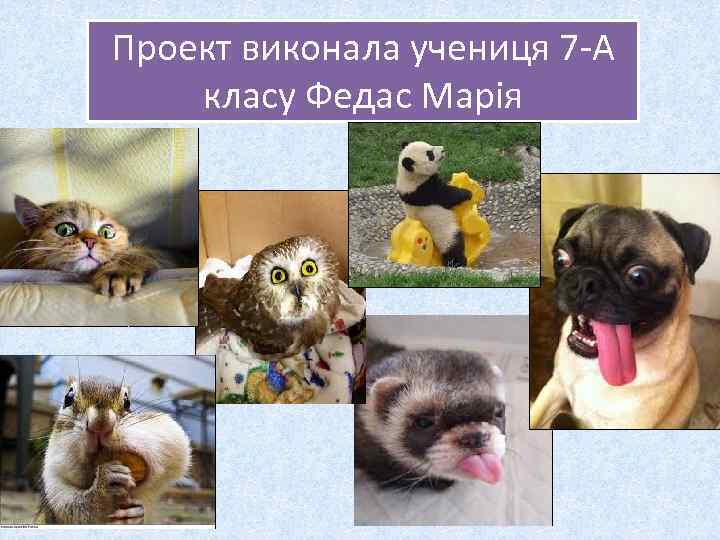 Проект виконала учениця 7 -А класу Федас Марія 