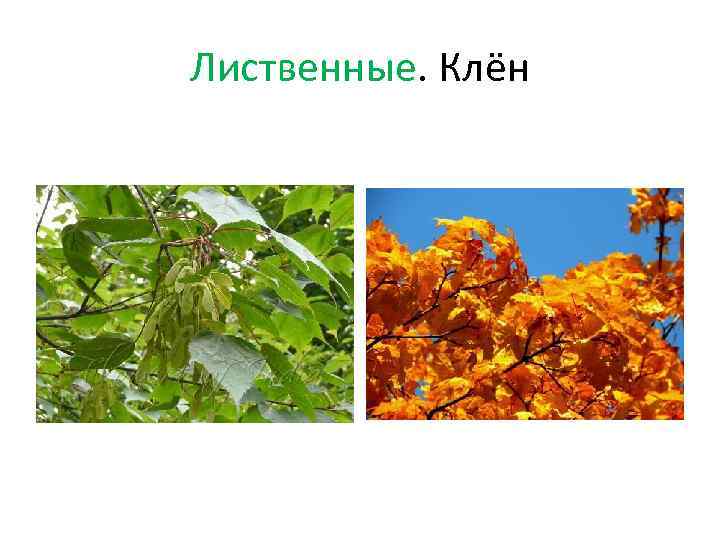 Лиственные. Клён 