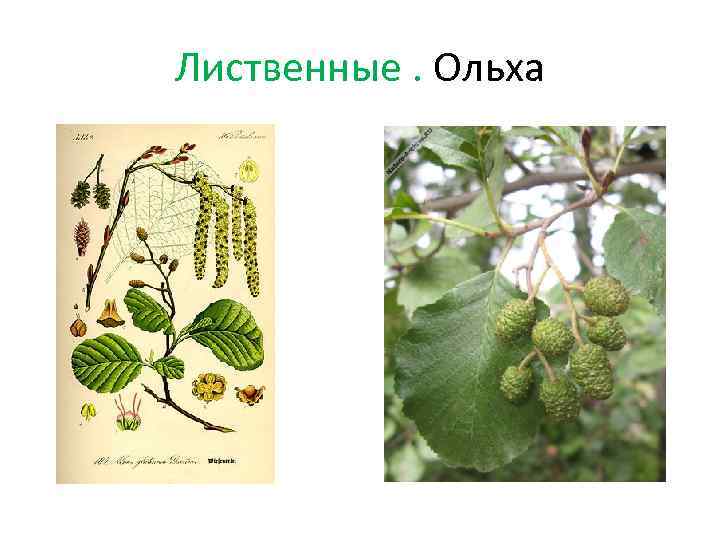 Лиственные. Ольха 