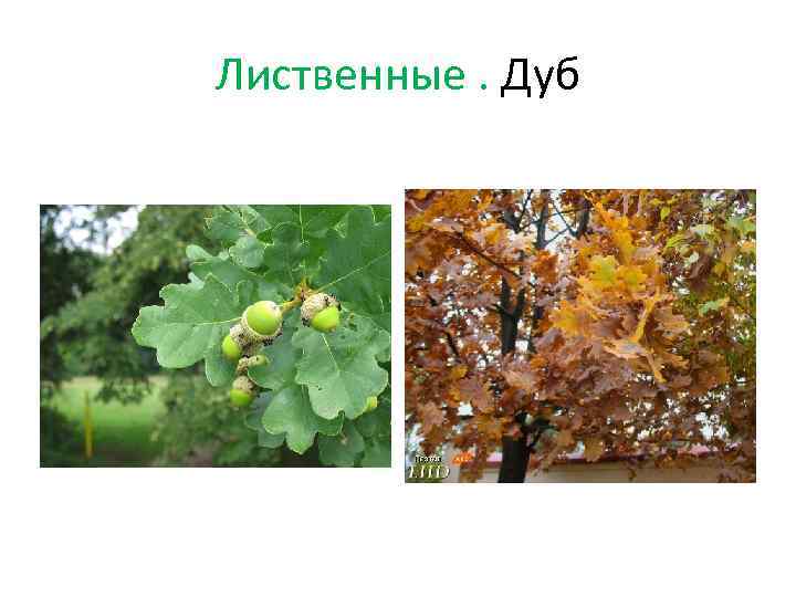 Лиственные. Дуб 
