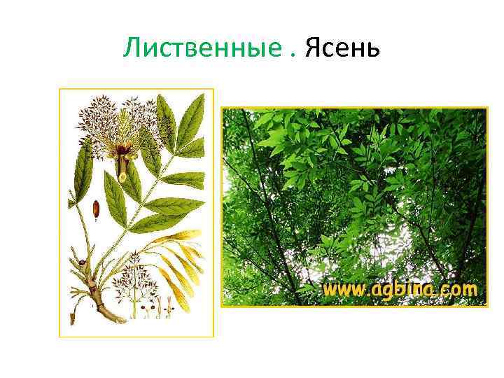 Лиственные. Ясень 