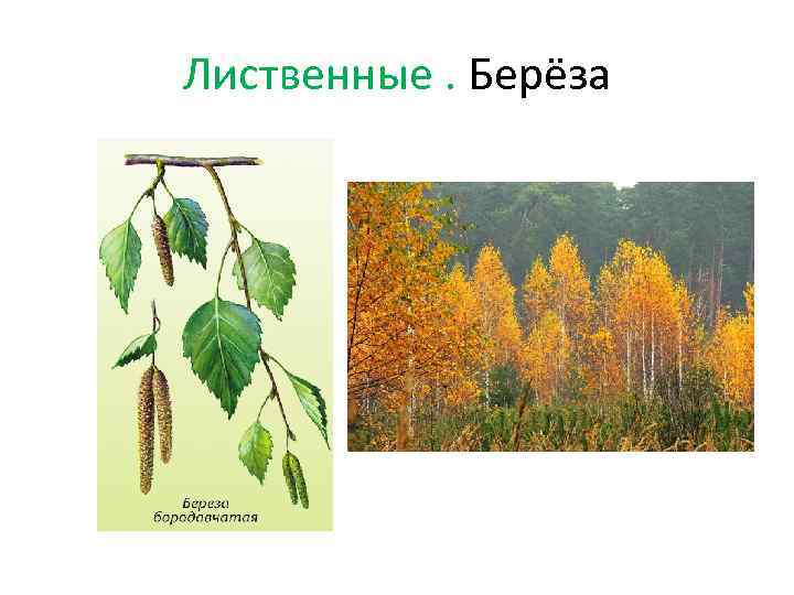 Лиственные. Берёза 